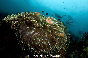Anilao, twin rocks by Patrick Neumann 